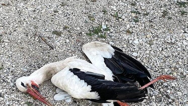 Der tote Storch  Foto: Ulrich Wirth