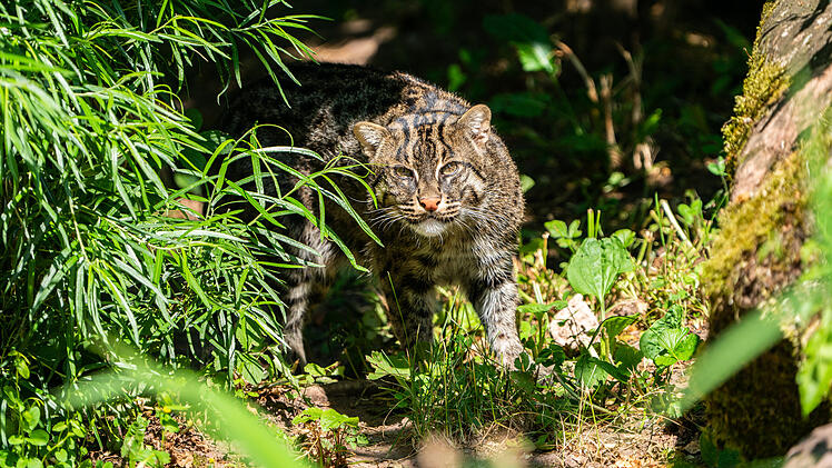 Tiergarten Nürnberg mit Neuzugang: "Alles andere als wasserscheu"