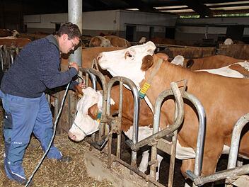 Martin Schmitt legt der Kuh einen Halfter an. Foto: Erlwein