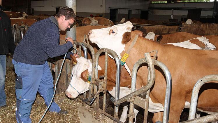 Martin Schmitt legt der Kuh einen Halfter an. Foto: Erlwein