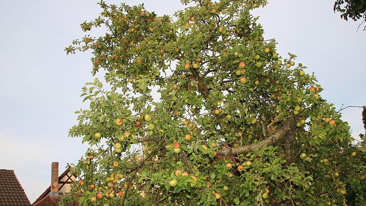 Die Äpfel hängen so dicht, dass die Äste abzubrechen drohen.Matthias Einwag