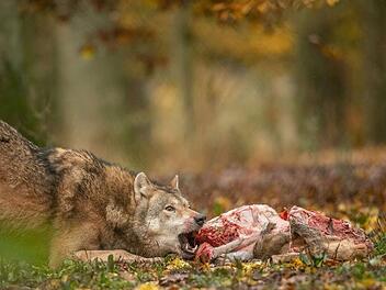 In den Wildpark Tambach wurden die Hobbyfotografen eingeladen, um bei einer  Fütterung der Wölfe dabei zu sein. Wer sich fürs Mitmachen bei der Fotogruppe interessiert, der kann sich auf der Internetseite  www.fotogruppe-bad-ste.de über die Aktivität und Vorhaben erkundigen. Foto: Mario Kern