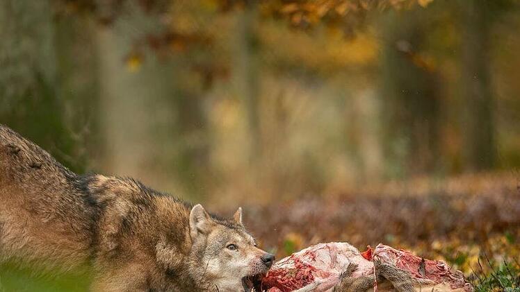 In den Wildpark Tambach wurden die Hobbyfotografen eingeladen, um bei einer  Fütterung der Wölfe dabei zu sein. Wer sich fürs Mitmachen bei der Fotogruppe interessiert, der kann sich auf der Internetseite  www.fotogruppe-bad-ste.de über die Aktivität und Vorhaben erkundigen. Foto: Mario Kern