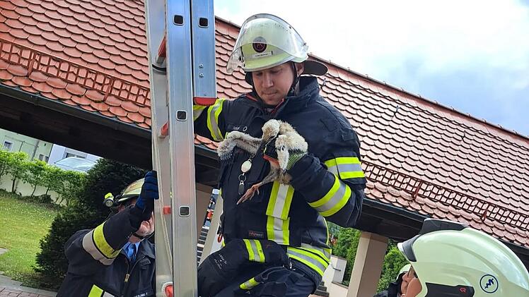 Frensdorf: Feuerwehr rettet Storchenbaby von Kirchendach