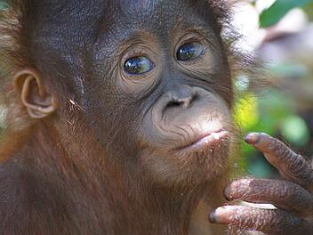 Orang-Utan Himba