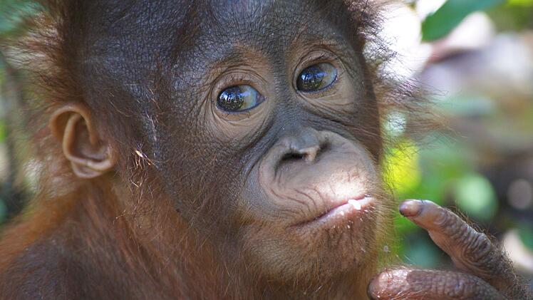 Orang-Utan Himba