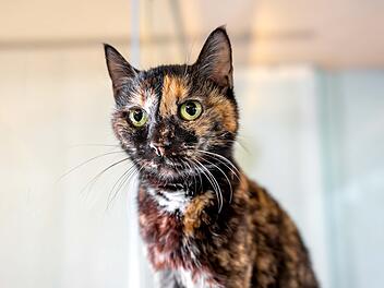 Tierheim Nürnberg: Katze Matilde sucht ein letztes Zuhause - "Gefunden, aber nie vermisst"
