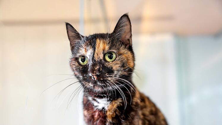 Tierheim Nürnberg: Katze Matilde sucht ein letztes Zuhause - "Gefunden, aber nie vermisst"