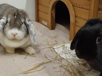 Tierheim Bamberg: S&uuml;&szlig;es P&auml;rchen aus schlechter Haltung gerettet