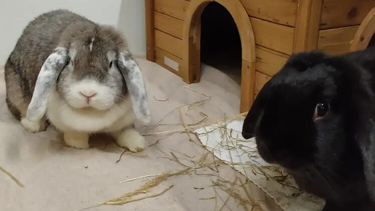 Tierheim Bamberg: S&uuml;&szlig;es P&auml;rchen aus schlechter Haltung gerettet
