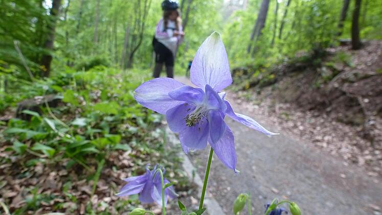 Blütenpracht am Wegesrand.