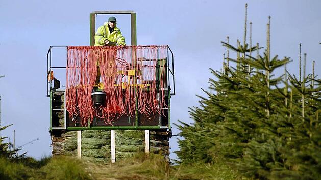 Mitarbeiter einer Weihnachtsbaum-Plantage transportieren frisch geschlagene Nordmanntannen in Transportnetzen zu den Verladungsstellen. Foto: Christian Hager dpa/lno