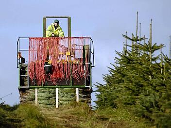 Mitarbeiter einer Weihnachtsbaum-Plantage transportieren frisch geschlagene Nordmanntannen in Transportnetzen zu den Verladungsstellen. Foto: Christian Hager dpa/lno