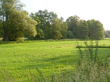 Mainauen sind schützenswerte Bereiche. Symbolbild: Archiv/Günter Reinlein