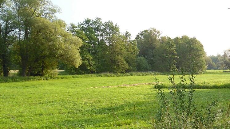 Mainauen sind schützenswerte Bereiche. Symbolbild: Archiv/Günter Reinlein