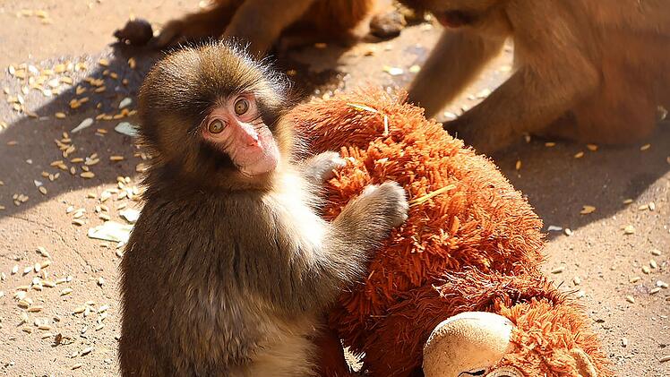 Affe &laquo;Punch&raquo;