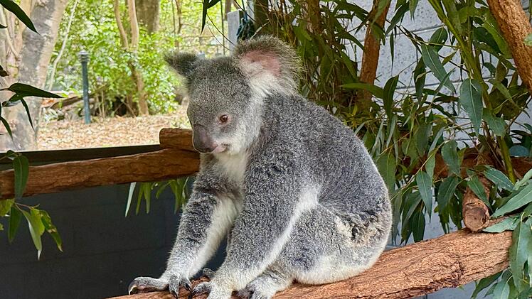 Koala-Schutzzentrum in Brisbane