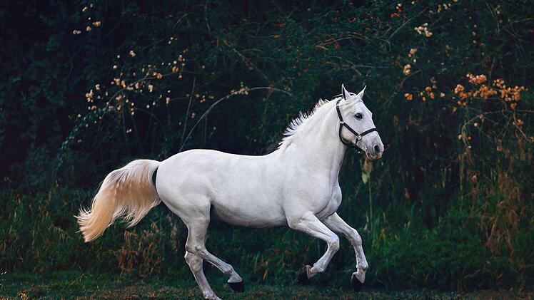 Das Pferd scheute und rannte los. Im Waldgebiet st&uuml;rzte der Reiter und verletzte sich schwer. Symbolfoto: Helena Lopes/pexels.com