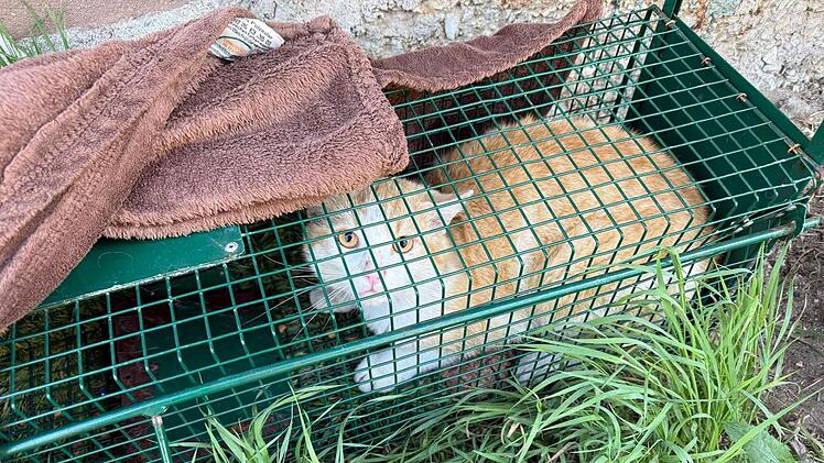 Tierheim Nürnberg mit Hilferuf: "26!! Katzen und kein Ende in Sicht"