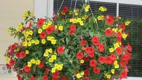 Wollte eine 53-J&auml;hrige eine Blumenampel noch zahlen, als sie der Ladendetektiv vor dem Markt ansprach? Das Verfahren vor Gericht wurde eingestellt, allerdings gegen eine hohe Geldauflage. Foto: privat