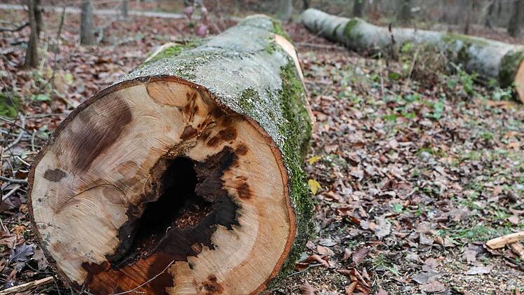 Die oft durchgefaulten Stämme einigen sich meist nur noch zum Verheizen. Foto: Barbara Herbst