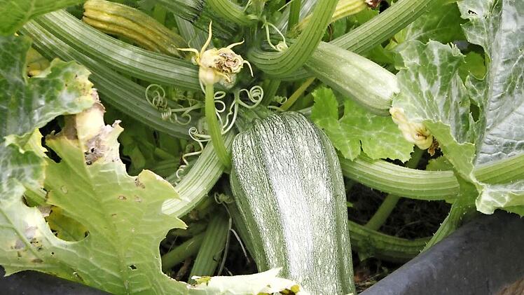 Die Zucchinis, die auf der Stadtmauer im offenen Stadtgarten warten, sind groß genug, um eine ganze Familie zu ernähren.