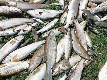 Ihnen wurde in den Leitenbach geratenes Pilzspritzmittel zum Verhängnis - zentnerweise wurden tote Fische geborgen. Foto: F. Lesswing