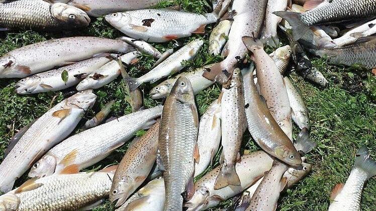 Ihnen wurde in den Leitenbach geratenes Pilzspritzmittel zum Verhängnis - zentnerweise wurden tote Fische geborgen. Foto: F. Lesswing