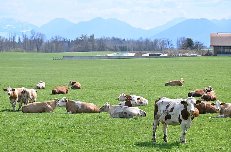 Rekordpreise bei Rindfleisch - Steak wird Luxusgut