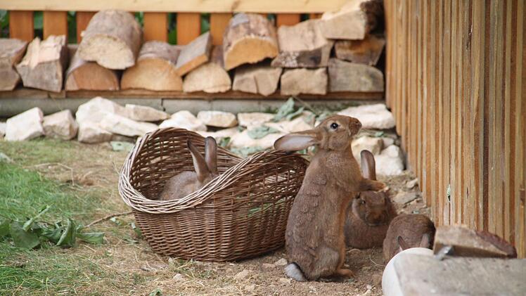 Bei der Familie Müller haben die Kaninchen einen großen Auslauf.   Foto: Gerda Völk