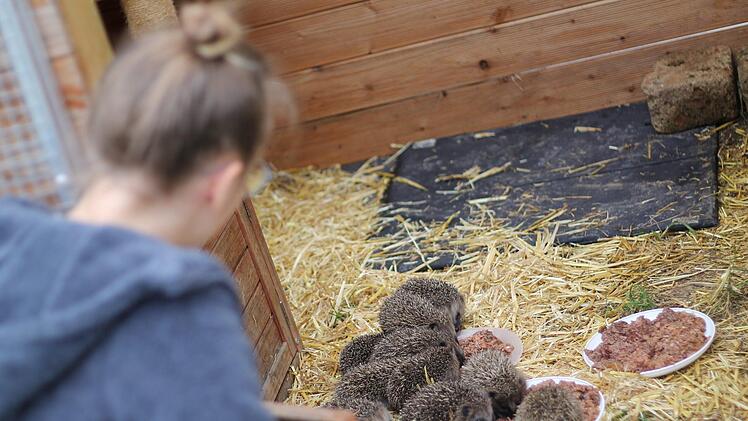 Schmatzen gestattet: Nina R&ouml;hr bringt den Igeln das Futter ins Gehege. Normalerweise sind hier Eichh&ouml;rnchen untergebracht. Foto: Teresa Hirschberg