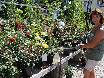 Anne Schüll (51) arbeitet in einer Gärtnerei. Vor allem Sträucher, Hartriegel und Bäume, die im Gartencenter Terra Rosa wachsen, dürsten bei solchen Temperaturen. "Wenn Sträucher in kleinen Töpfen stehen, dann müssen sie jetzt einfach öfters gegossen werden", sagt sie und gibt ihnen ein bisschen Wasser. Foto: Sonny Adam