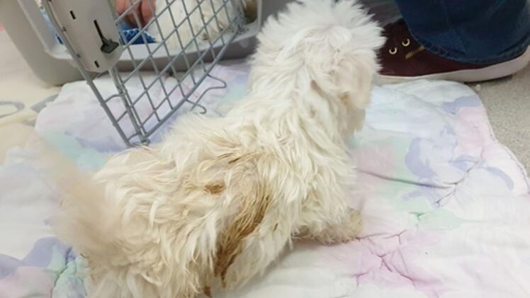Tierheim Feucht: Sechs Hundewelpen aus illegalem Transport aufgenommen