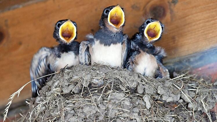 Nach Futter verlangen drei junge Schwalben unter einem Dachvorsprung. Foto: Rainer Jensen, dpa