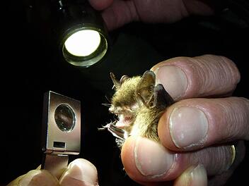 Die Vermessung der NymphenfledermausFoto: Johannes Mohr