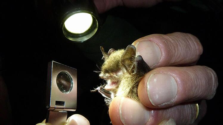 Die Vermessung der NymphenfledermausFoto: Johannes Mohr