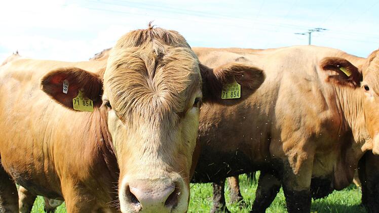 Bulle Berndi kann sich auf der Weide frei mit seiner Herde bewegen.