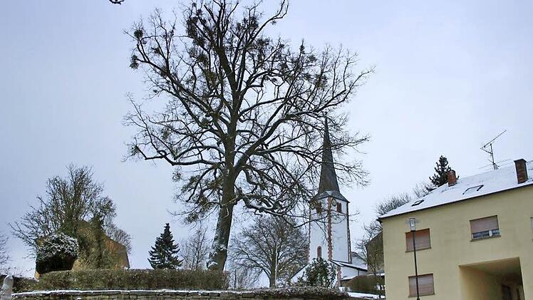 Die Dorflinde am Kirchberg wird aus dem Ortsbild verschwinden.Foto: Ralf Ruppert