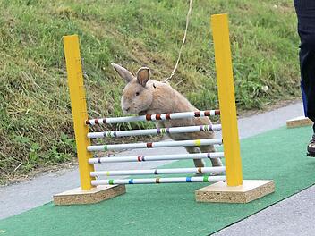 Kanin-Hop bedeutet gemeinsame Besch&auml;ftigung von Mensch und Kaninchen.  Foto: pr