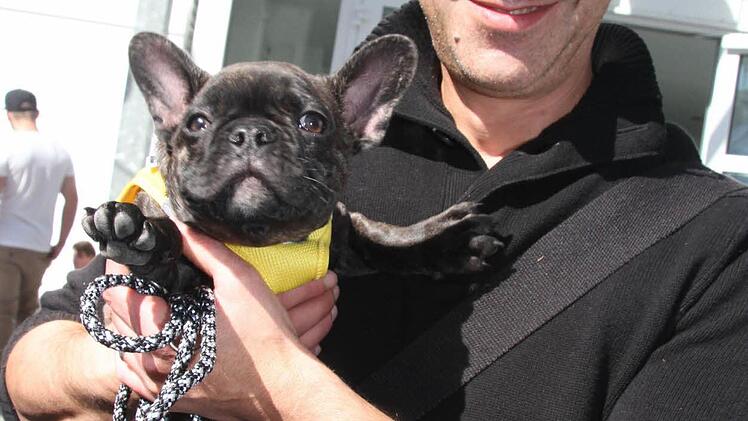 Caso Oreste kam mit Jason, einer ganz jungen französischen Bulldoge aus Aalen nach Kulmbach - 230 Kilometer einfache Fahrt. Foto: Sonny Adam