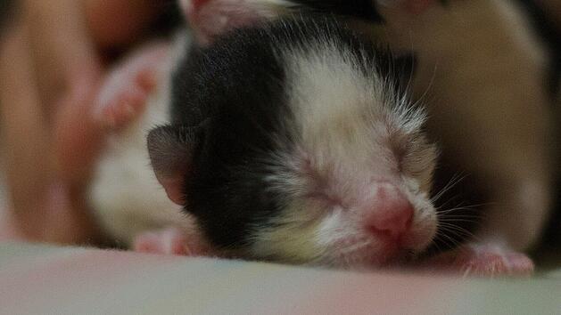 Tierheim Oberndorf: "Elion hat uns verlassen"