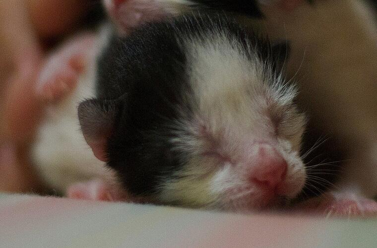 Traurige Nachricht aus Tierheim Oberndorf: "Elion hat uns verlassen"