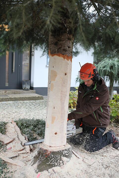 Christbaum kommt aus Schlaifhausen  auf den Forchheimer Rathausplatz