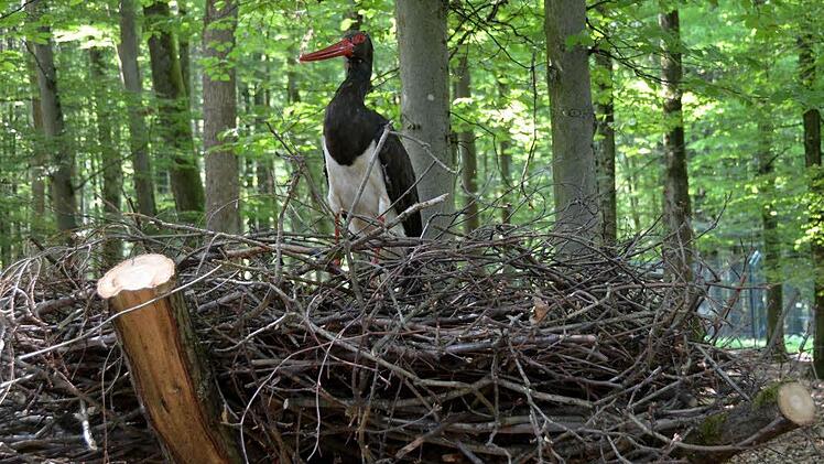Im Wildpark nisten seltene Vögel.  Foto: Rauch