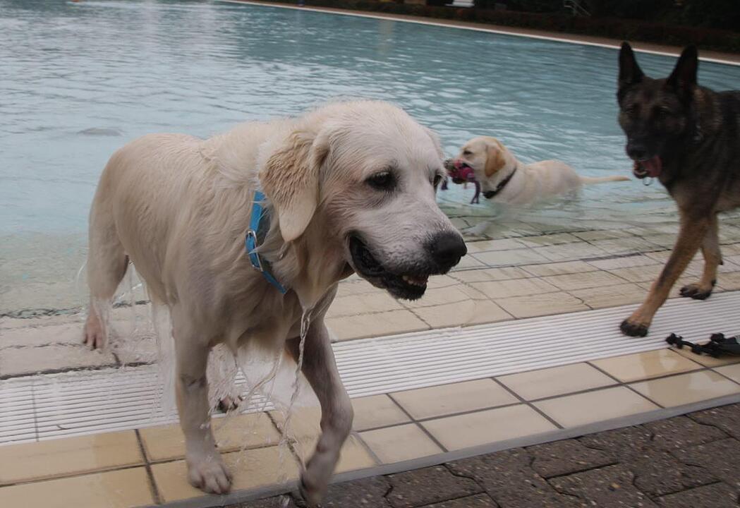 Hundeschwimmen im Kitzinger Freibad
