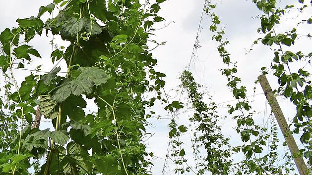 Hopfen vor der Ernte