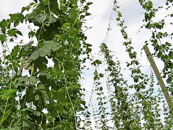 Hopfen vor der Ernte