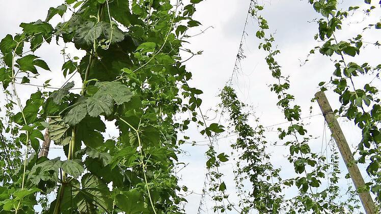 Hopfen vor der Ernte