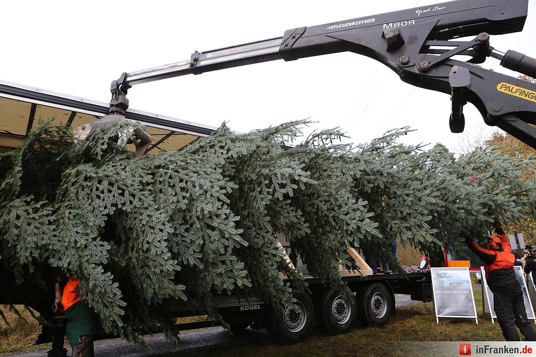Christbaum für die Queen: Jetzt kann die Reise beginnen