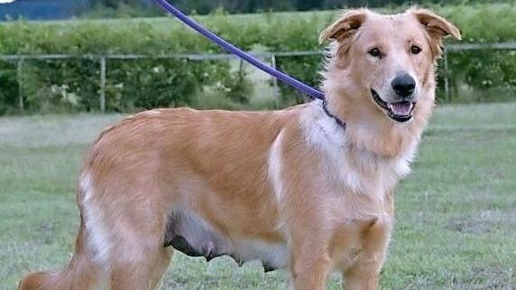 Die H&uuml;ndin Merle sehnt sich nach Familienanschluss. Foto: Tierschutzverein Kronach